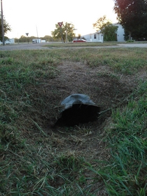 the culvert