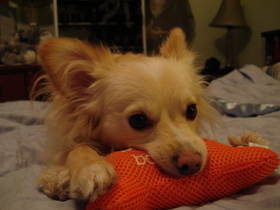 Arlo and his squeaky toy