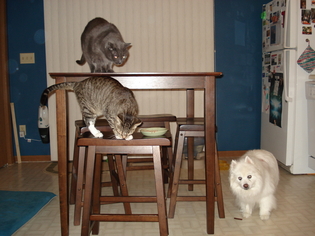 The Herd of Critters
