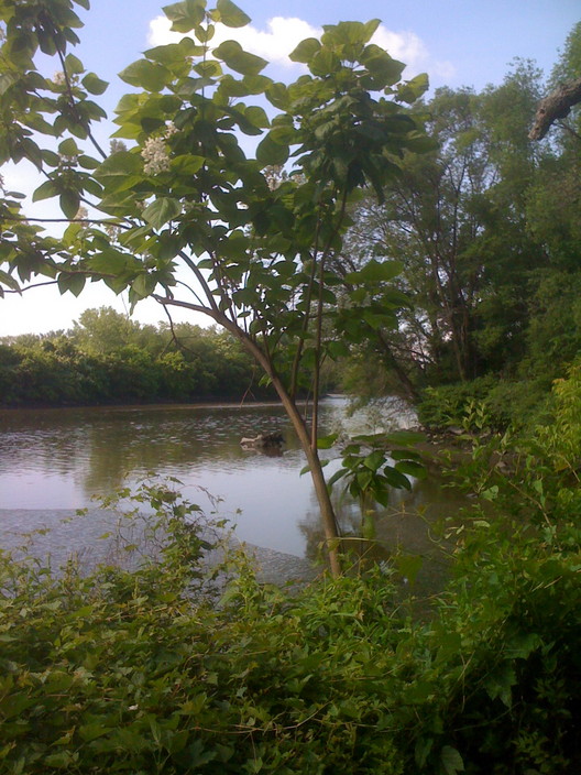 2011_06_Flowering_tree_by_river