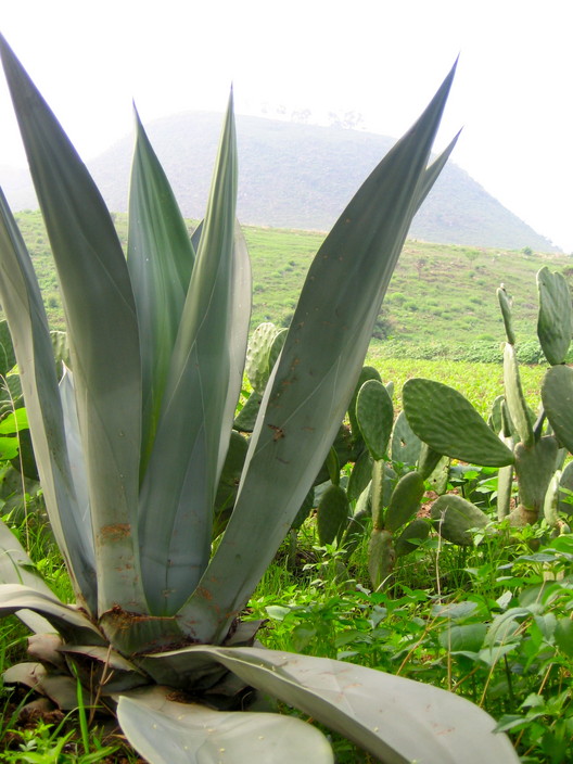 2011_07_22_Owl_Mountain_cactus_country