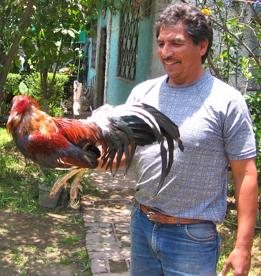 2011_07_28_Juan_Migel_rooster_