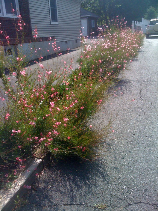 2011_08_10_Flower_border_at_chiropractor.