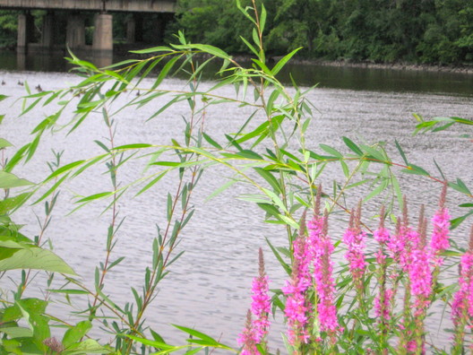 2011_08_pink_Flowers_by_Hackensack_River.