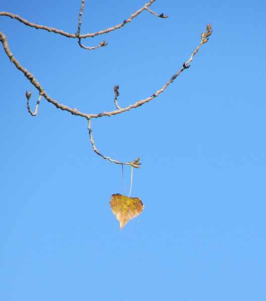 2011 11 heart leaf