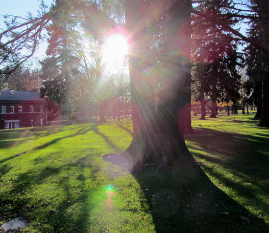 2011 11 Rainbow Tree FDU
