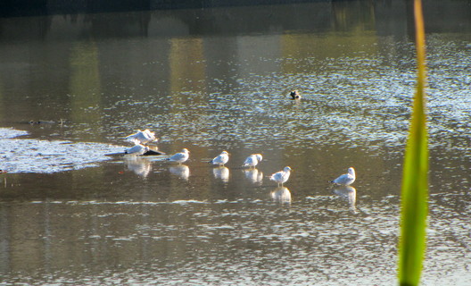2011 seagull in river