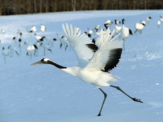 Red-Crowned_Crane_Hokkaido_Japan