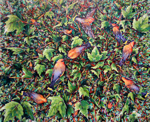 Cedar waxwings iin a sycamore tree, seen from above