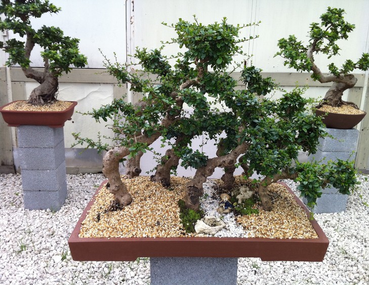 Exporting bonsai pot、This online shop specializes in High-value