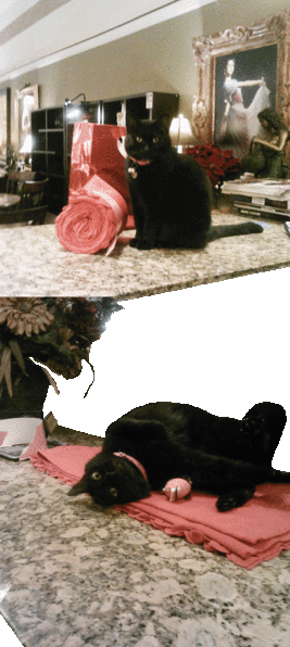 Lucy on Valentine's Day 2013